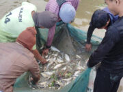 TRESP Livelihood Success at Karbook R.D. Block Strengthens TRESP livelihood success