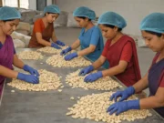 Empowering SHGs Rajnagar Block: ₹50 Lakh Livelihood Boost Empowering SHGs Rajnagar Block